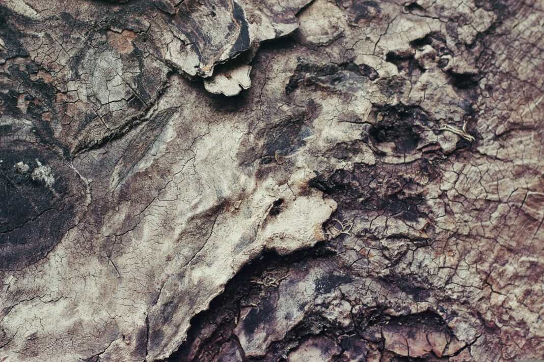 pexels-nature-1845974